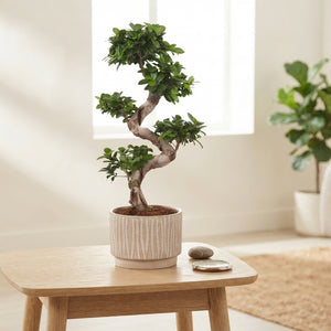 Ficus Ginseng Bonsai – 24cm Ceramic Pot, 70cm High