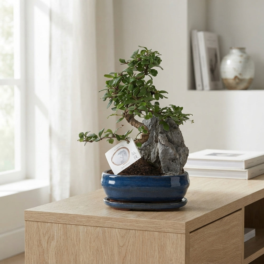 Indoor Bonsai Tree – 21cm Ceramic Pot