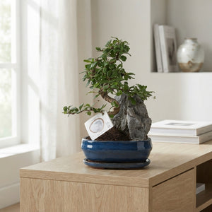 Indoor Bonsai Tree – 21cm Ceramic Pot