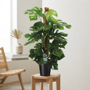 Swiss Cheese Plant (Monstera deliciosa) – 24cm Pot
