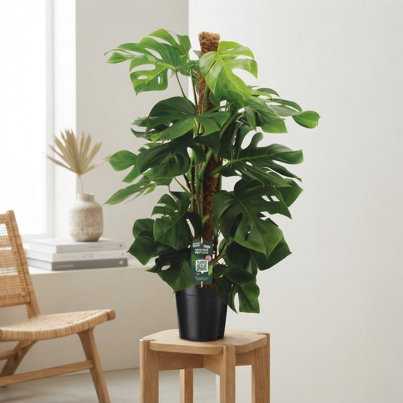 Swiss Cheese Plant (Monstera deliciosa) – 24cm Pot