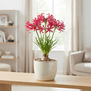 Nerine 'Isabel' Flower Bulb