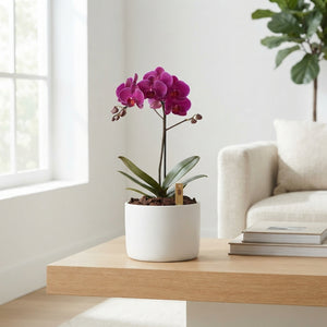 White Phalaenopsis Orchid Arrangement – 3 Stem, 26cm Ceramic Pot