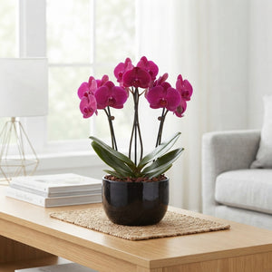 Crown Carnaval Phalaenopsis Orchid Arrangement – 26cm Black Ceramic Pot