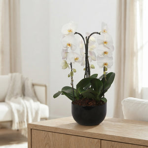 White Phalaenopsis Orchid Arrangement – 26cm Black Ceramic Pot