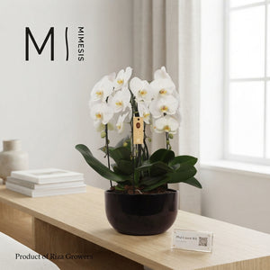 White Phalaenopsis Orchid Arrangement – 26cm Black Ceramic Pot