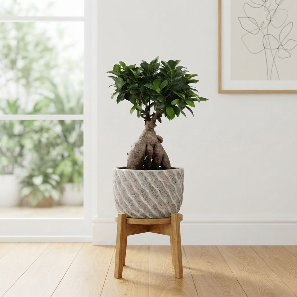 Ficus Ginseng Bonsai (Ficus microcarpa) – 20cm Ceramic Pot