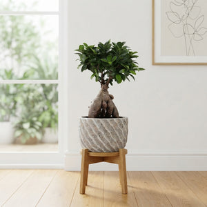 Ficus Ginseng Bonsai (Ficus microcarpa) – 20cm Ceramic Pot