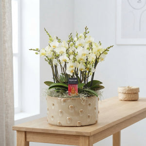 Multi-Flowering Phalaenopsis Orchid – 27cm Ceramic Pot