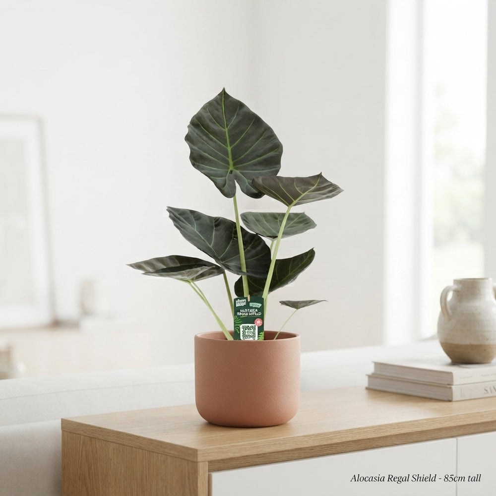 Alocasia Regal Shield – 19cm Pot, Approx. 85cm