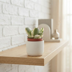 Mixed Succulent Plant – 5.5cm Pot