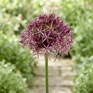 Allium cristophii Ornamental Flower Bulbs – Pack of 5