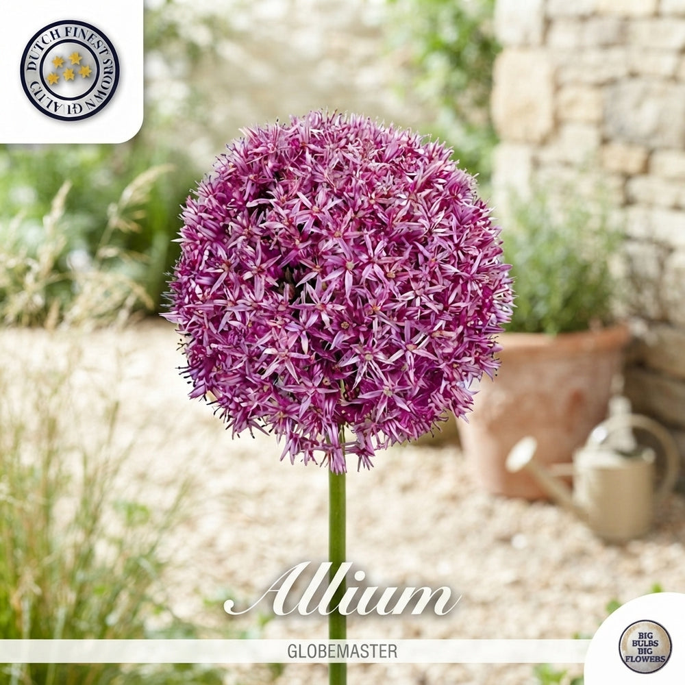 Allium ‘Globemaster’ Flower Bulb