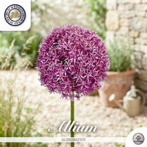 Allium ‘Globemaster’ Flower Bulb