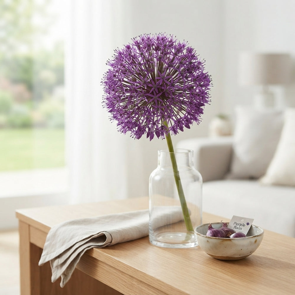 Allium ‘Purple Rain’ Flower Bulbs – Pack of 5