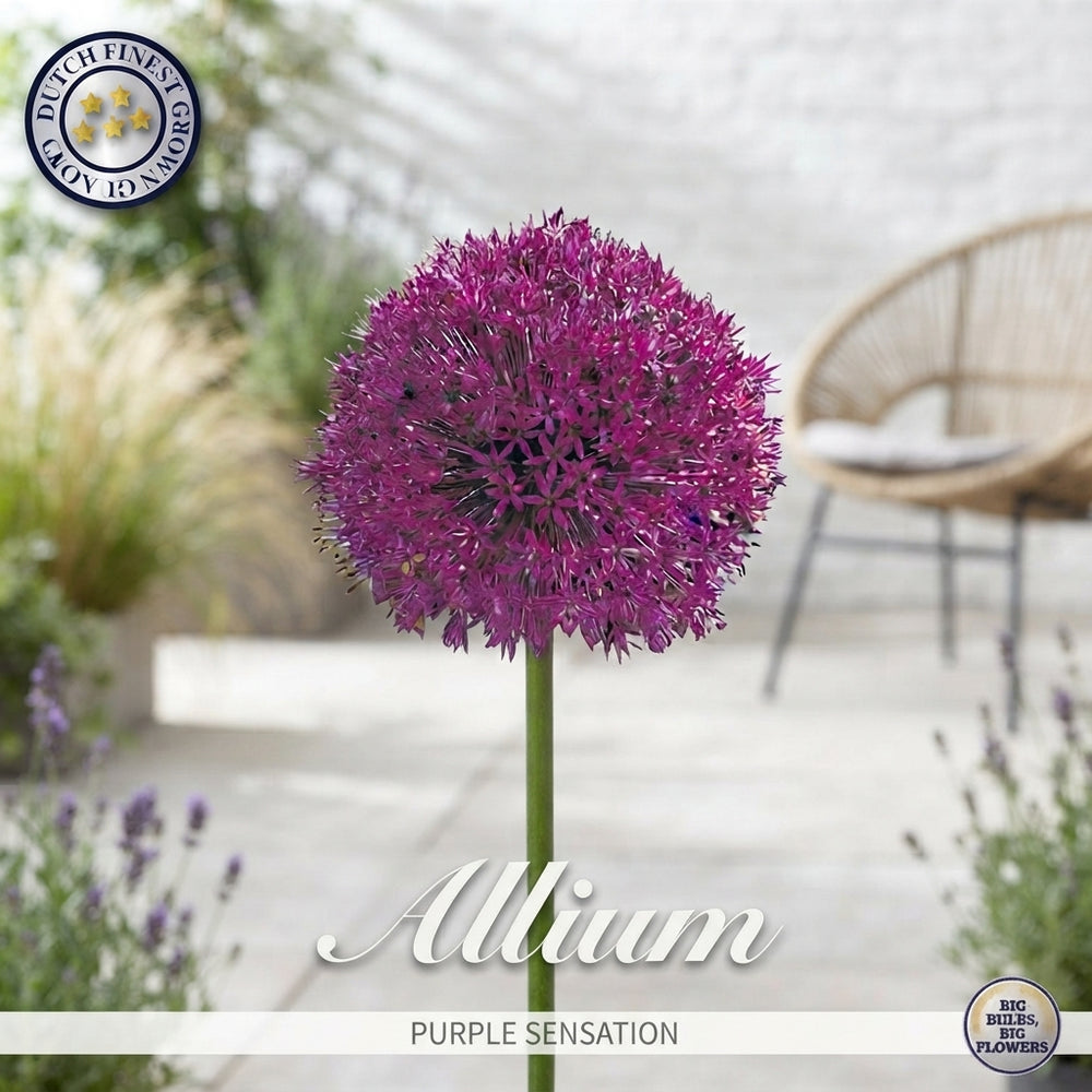 Allium ‘Purple Sensation’ Flower Bulbs – Pack of 5