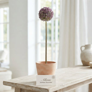 Allium Summer Drummer Flower Bulbs – Mixed Colours