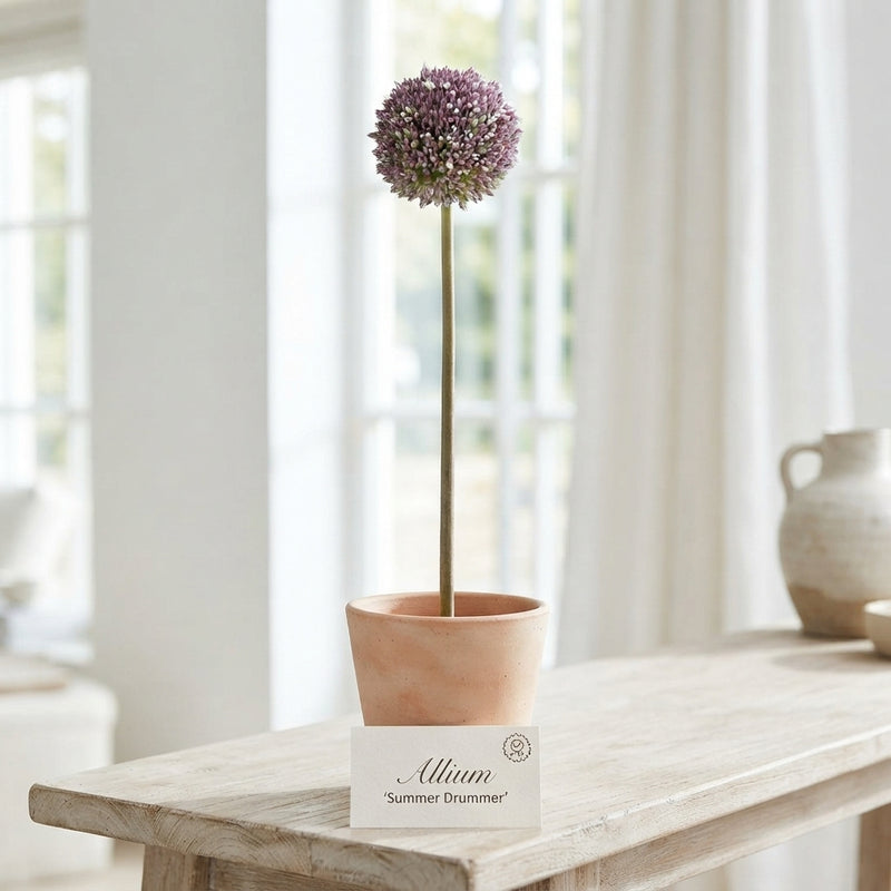 Allium Summer Drummer Flower Bulbs – Mixed Colours