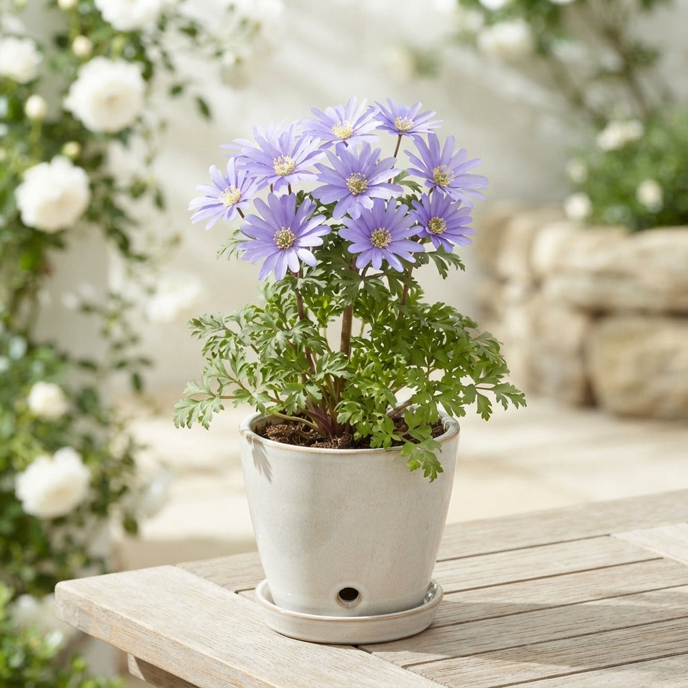 Anemone Blanda Blue Shades Flower Bulbs – 5/6