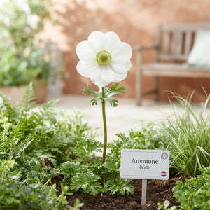 Anemone Coronaria ‘Bride’ Flower Bulbs – Pack of 20