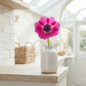 Anemone Coronaria ‘Sylphide’ Flower Bulbs – 20 Pack