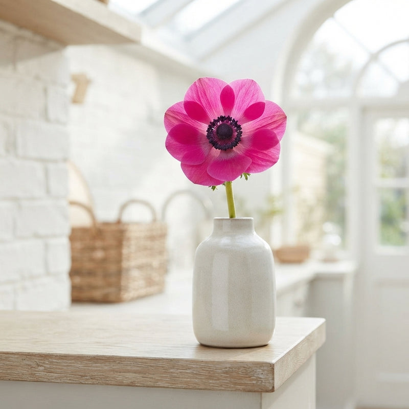 Anemone Coronaria ‘Sylphide’ Flower Bulbs – 20 Pack