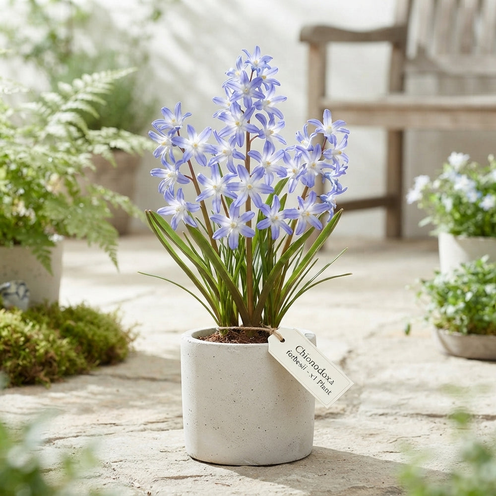 Chionodoxa forbesii Glory of the Snow Bulbs – 5/6