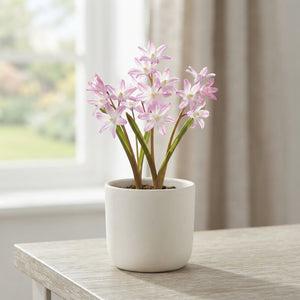 Pink Giant Glory-of-the-Snow Flower Bulbs – 5/6