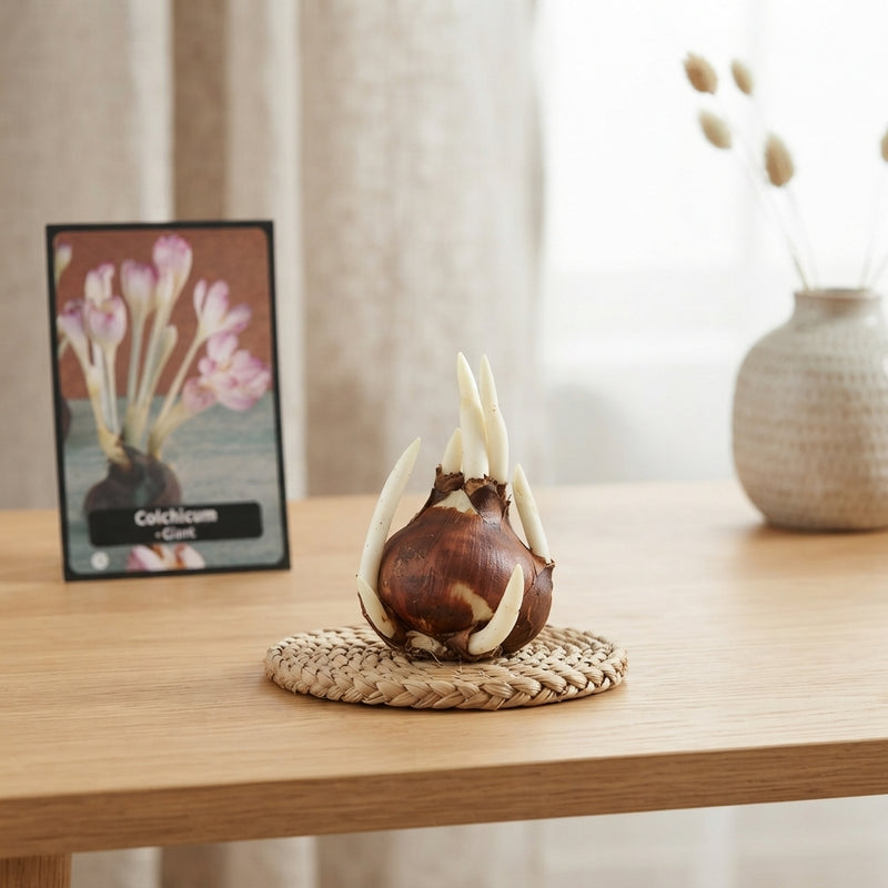 Giant Autumn Crocus Colchicum Bulbs – 28/+
