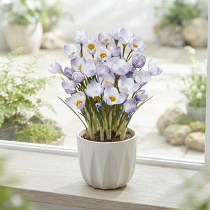 Crocus ‘Blue Pearl’ Flower Bulbs – Size 5/6