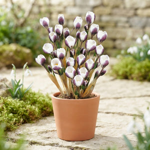 Crocus 'Prins Claus' Flower Bulbs – 20 Bulbs