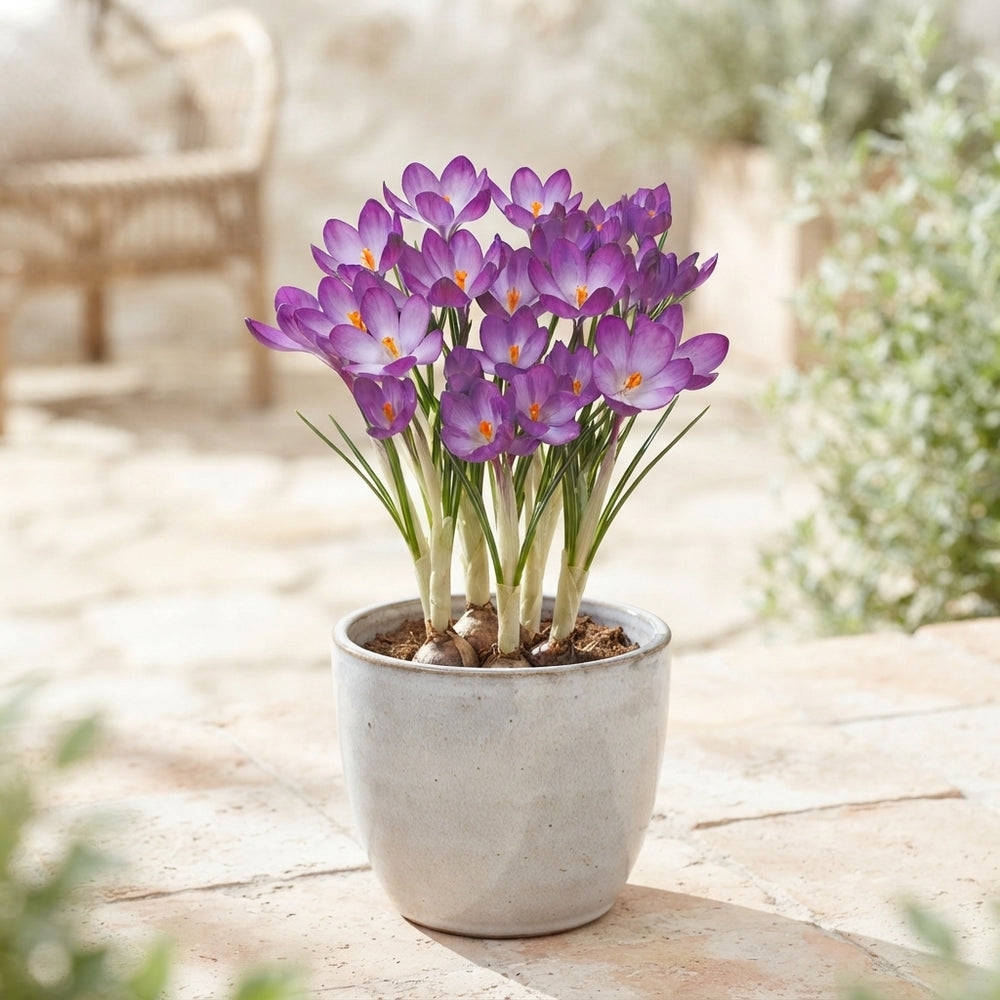 Crocus ‘Ruby Giant’ Flower Bulbs – Pack of 20