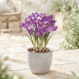 Crocus ‘Ruby Giant’ Flower Bulbs – Pack of 20