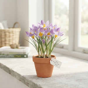 Crocus chrysanthus ‘Sieberi Tricolor’ Flower Bulbs – Pack of 20