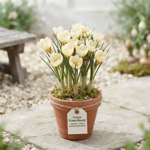 Crocus Cream Beauty Flower Bulbs – 5/6cm, Pack of 20