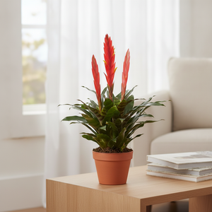 Red Vriesea ‘Era Triplo’ – 12cm Pot, 45cm High