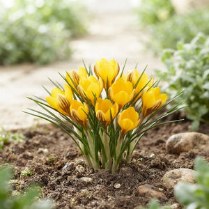 Crocus fuscotinctus Flower Bulbs – Pack of 20
