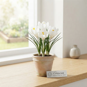 Crocus 'Jeanne d'Arc' Flower Bulbs – 8/9cm