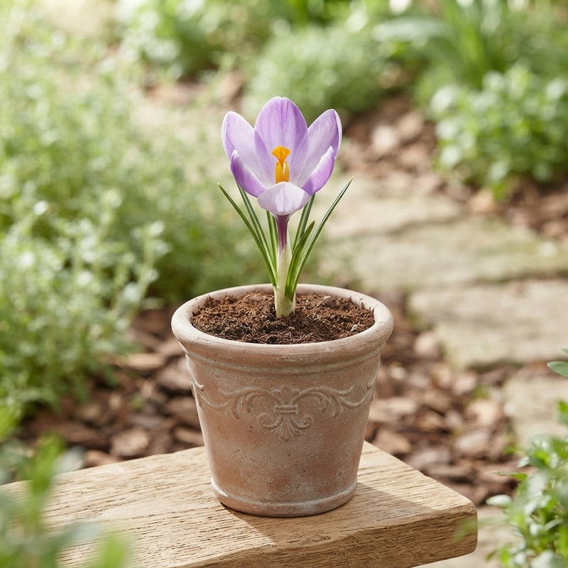 Crocus 'Vanguard' Flower Bulbs – Pack of 10