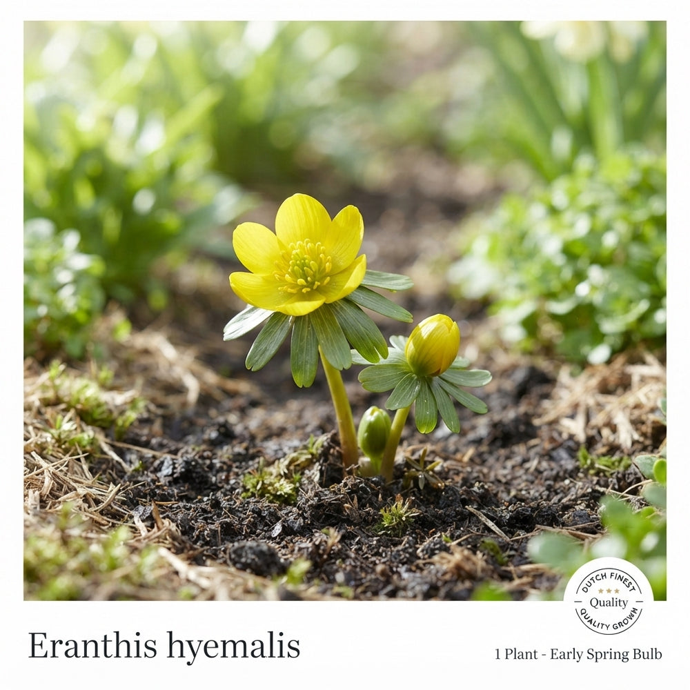 Winter Aconite (Eranthis hyemalis) Flower Bulbs