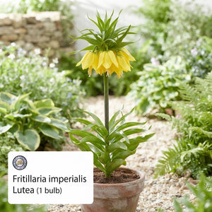 Yellow Crown Imperial Fritillaria Bulb