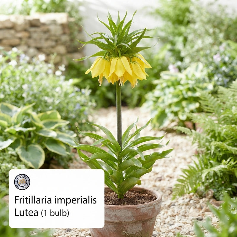 Yellow Crown Imperial Fritillaria Bulb