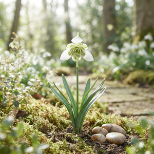 Double Snowdrop Bulbs (Galanthus nivalis Flore Pleno) – 7 Bulbs