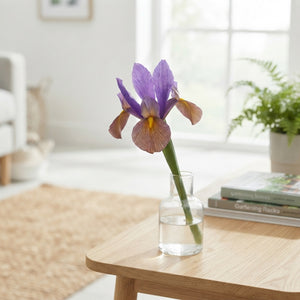 Iris Hollandica ‘Black Beauty’ Flower Bulbs – 8/9cm