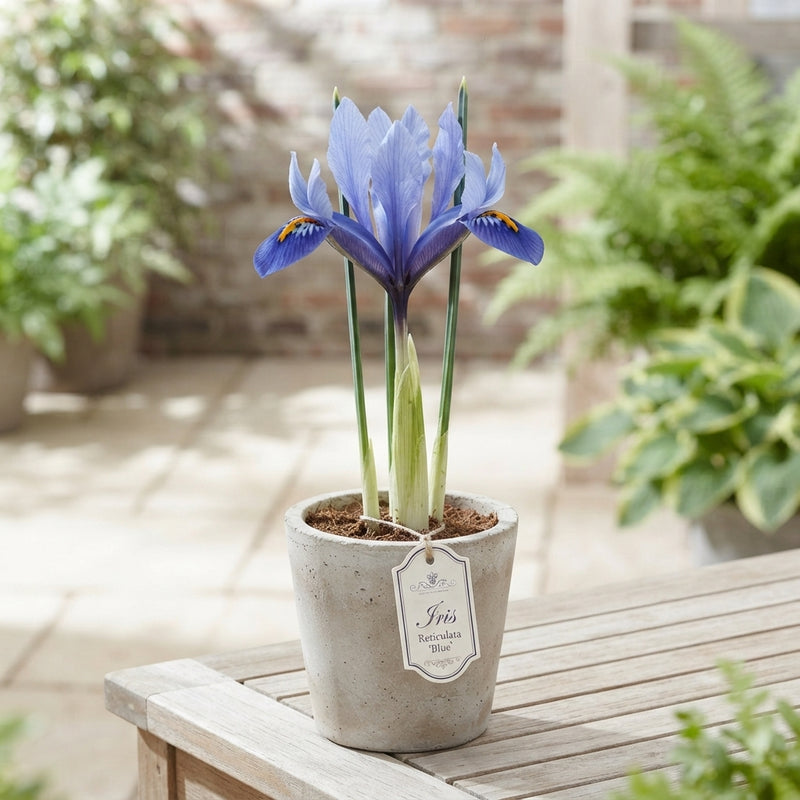 Blue Iris Reticulata Flower Bulbs – Pack of 15