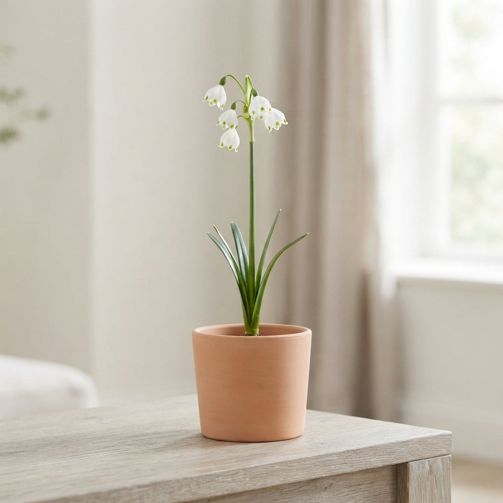 Summer Snowflake Bulbs (Leucojum aestivum) – Pack of 10