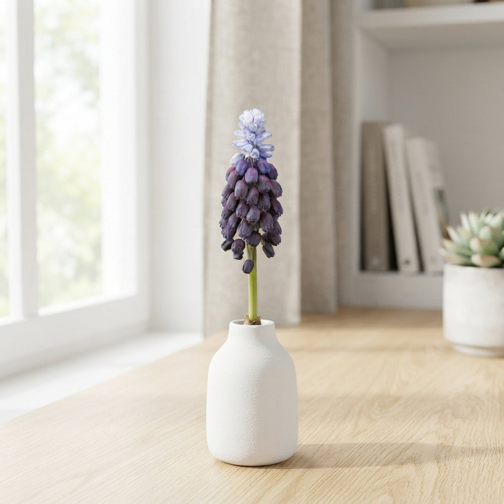 Muscari latifolium Grape Hyacinth Bulbs – Size 5/6