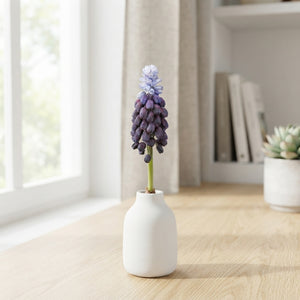 Muscari latifolium Grape Hyacinth Bulbs – Size 5/6