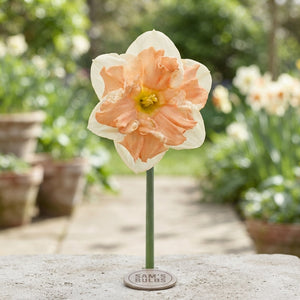 Narcissus ‘Apricot Whirl’ Flower Bulbs – Pack of 5