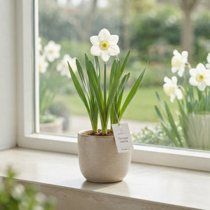 Narcissus ‘Segovia’ Daffodil Flower Bulbs – 12/+